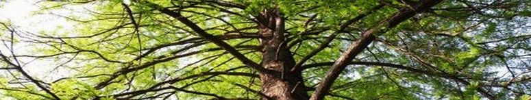 トップイメージ